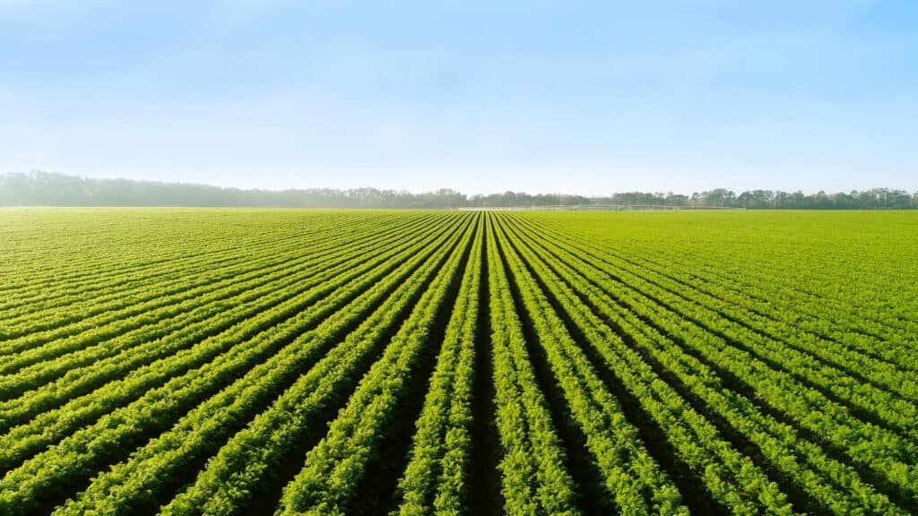Vast green crop field under clear blue sky